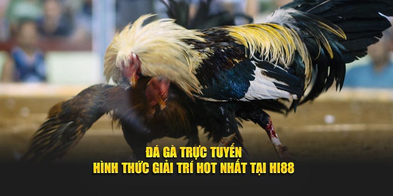 Đá gà trực tuyến tại hi88